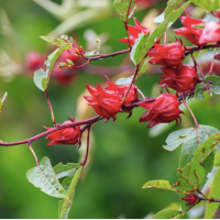 Trà Atiso Đỏ 洛神花茶